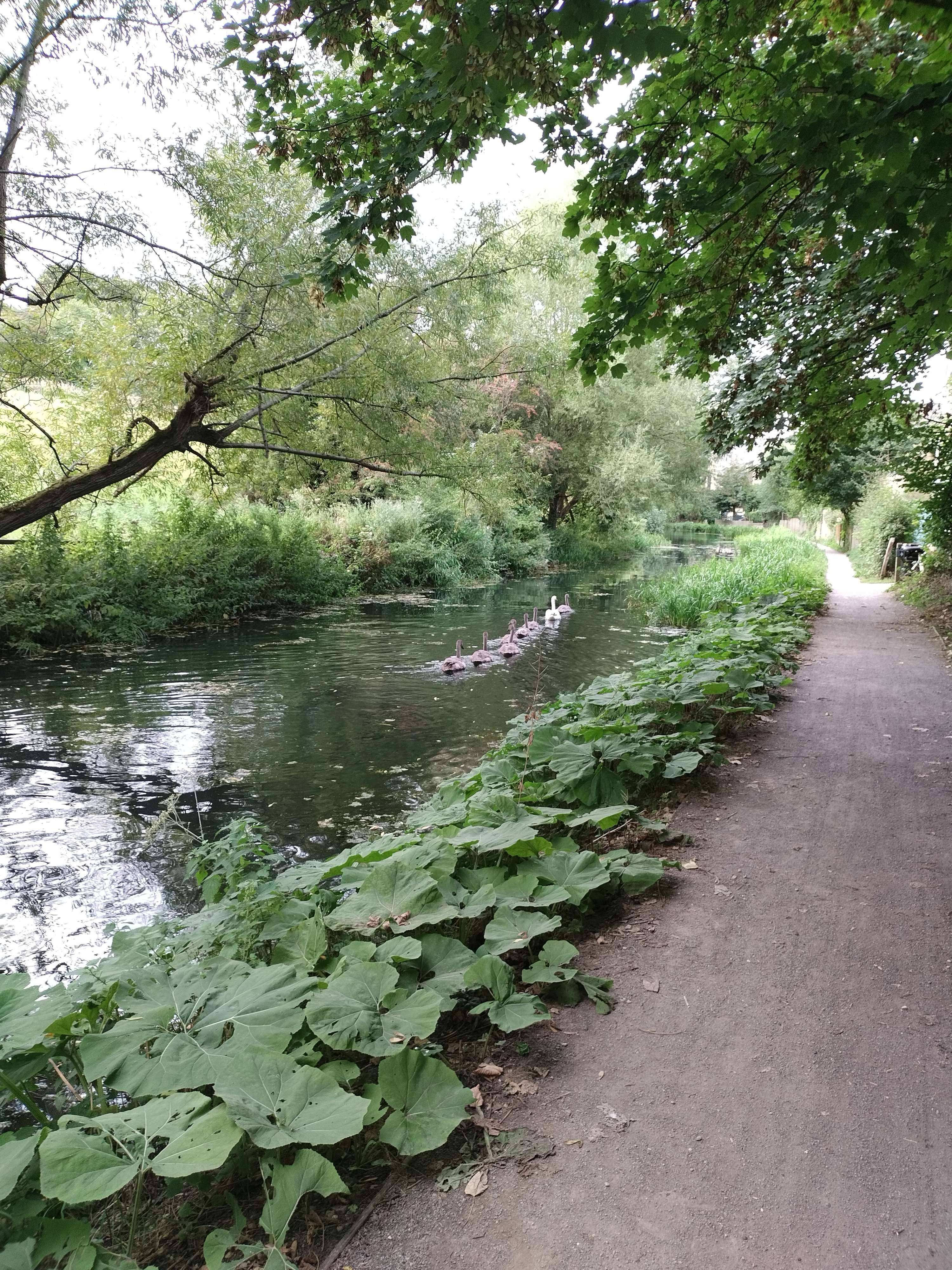 Bowbridge Swan