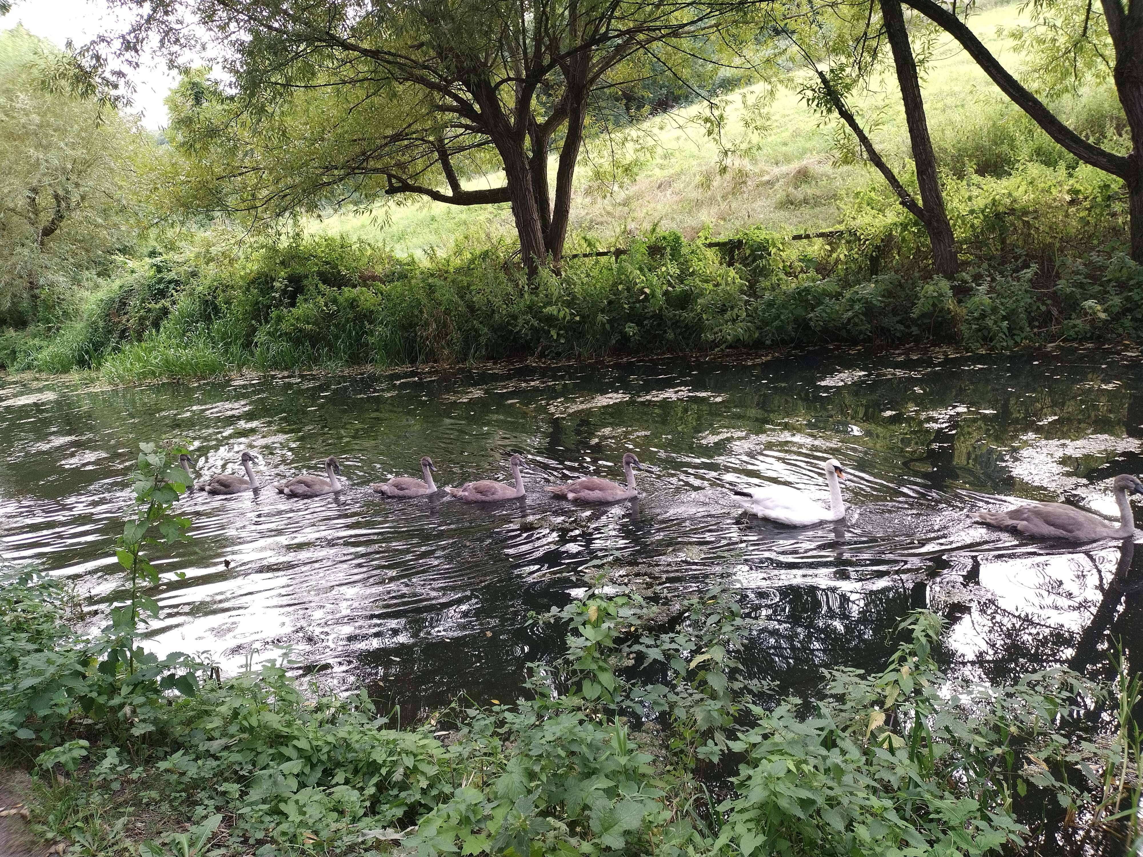 Bowbridge Swan